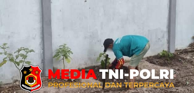 Ketahanan Pangan - Dukung Ketahanan Pangan, Lapas Sampit Kembangkan Budidaya Terong Gelatik sebagai Program Pembinaan WBP